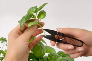potager d'intérieur