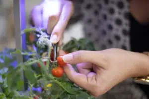 potager d'intérieur